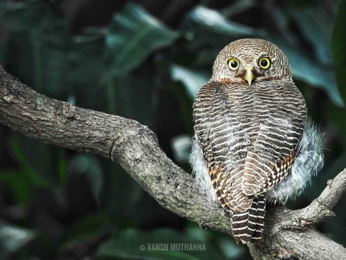 boradbill jugnle lodge corbett1