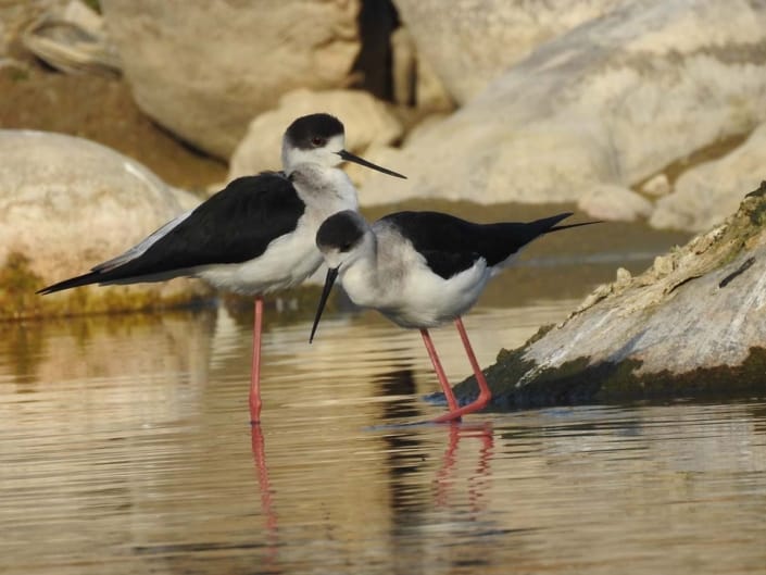 boradbill jugnle lodge corbett2