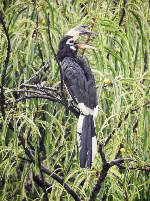boradbill jugnle lodge corbett3